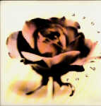Rock n' Rose